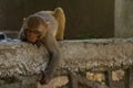 Monkeys of Swayambunath Stupa kathmandu, Nepal