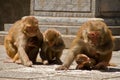 Monkeys of Swayambunath Stupa kathmandu, Nepal Royalty Free Stock Photo