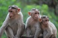Monkeys team Royalty Free Stock Photo