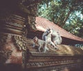 Monkeys on a temple roof in the Monkey Forest, Ubud, Bali, Indonesia Royalty Free Stock Photo