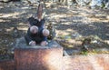 Monkeys in temples in Lop Buri province Royalty Free Stock Photo