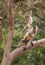 Monkeys territorial fight Royalty Free Stock Photo