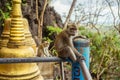 Monkeys in Thailand. Krabi region