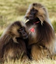 Monkeys - theropithecus Royalty Free Stock Photo