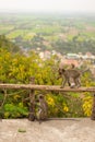 Monkey on the top of the cave of Phnom Sampeau Royalty Free Stock Photo