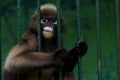 The monkeys are trapped in a steel cage and exhibit the cruelty of mankind.
