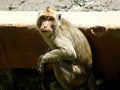 cute friendly monkey momment