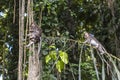 Monkeys on tree in Monkey forest, Bali Royalty Free Stock Photo