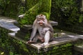 Monkeys in Ubud Monkey Forest, Bali island Royalty Free Stock Photo