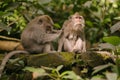 Monkeys in Ubud Monkey Forest, Bali Royalty Free Stock Photo