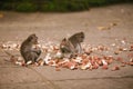 Monkeys in Ubud Monkey Forest, Bali Royalty Free Stock Photo