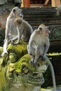 Monkeys in Ubud Monkey Forest Royalty Free Stock Photo