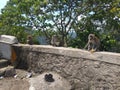 3 monkeys waiting for food from people passing by on the road in the Padang Panjang area