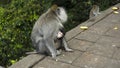 Monkeys waiting for food from tourists on a stone