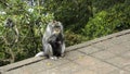 Monkeys waiting for food from tourists on a stone