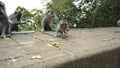 Monkeys waiting for food from tourists on a stone