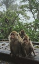 3 monkeys waiting to be fed