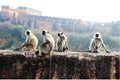 Monkeys on the Wall Royalty Free Stock Photo