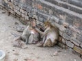 Monkeys was take care in Phra Prang Sam Yod