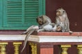 The monkeys of Wat Leu Temple The family Sihanoukville Cambodia