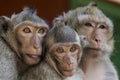 The monkeys of Wat Leu Temple Sihanoukville Cambodia Royalty Free Stock Photo