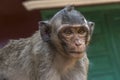 The monkeys of Wat Leu Temple Sihanoukville Cambodia Royalty Free Stock Photo