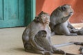 The monkeys of Wat Leu Temple Sihanoukville Cambodia Royalty Free Stock Photo