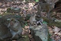 Cambodian temple monkeys