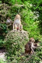 Monkeys in the wild on monkey island. Vietnam. Nha Trang. Hon lao island Royalty Free Stock Photo