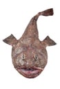 Monkfish Royalty Free Stock Photo