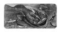 Monkfish Lophius fish old Antique illustration from Brockhaus Konversations-Lexikon 1908