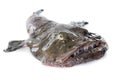 Monkfish Royalty Free Stock Photo