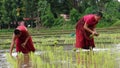 Monks grow rice with farmers