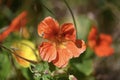 Monks or Indian cress Tropaeolum majus 1