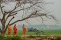 Monks walk through the paddy field at Chiangrai,Thailand