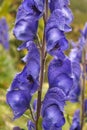 Monkshood Royalty Free Stock Photo