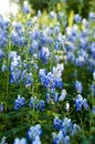 Monkshood (Aconitum autumnale)