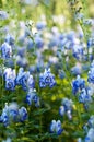 Monkshood (Aconitum autumnale) Royalty Free Stock Photo