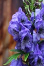 Monkshood, Aconitum carmichaelii Royalty Free Stock Photo