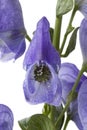 Monkshood, Aconitum napellus, Royalty Free Stock Photo