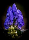 Monkshood Flower, aconitum