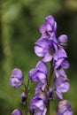 Monkshood Royalty Free Stock Photo