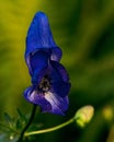 Monkshood, poisonous plant