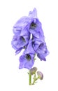 Monkshood Royalty Free Stock Photo