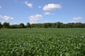 Monmouth Battlefield