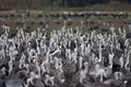 Monnikskraanvogel, Hooded Crane, Grus monacha