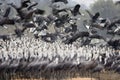 Monnikskraanvogel, Hooded Crane, Grus monacha