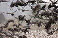 Monnikskraanvogel, Hooded Crane, Grus monacha