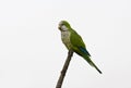 Monniksparkiet, Monk Parakeet, Myiopsitta monachus Royalty Free Stock Photo