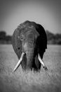 Mono African bush elephant stands facing camera Royalty Free Stock Photo